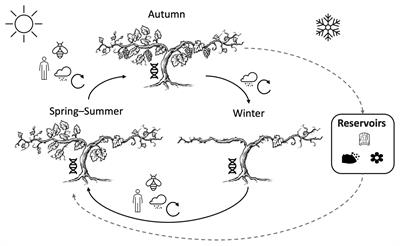 Sources and Assembly of Microbial Communities in Vineyards as a Functional Component of Winegrowing